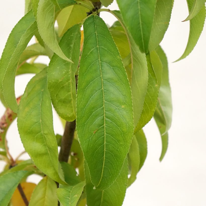 Prunus persica Amsden - Peach Tree (Foliage)