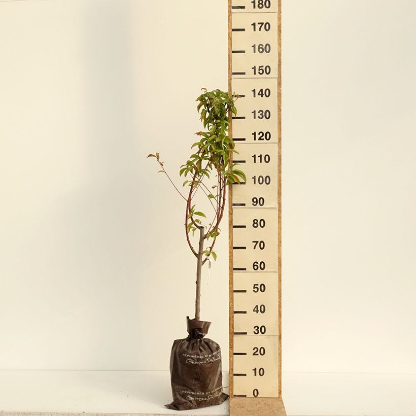 Prunus persica Andromeda - Peach Tree Ready-to-plant root ball, Goblet sample as delivered in summer