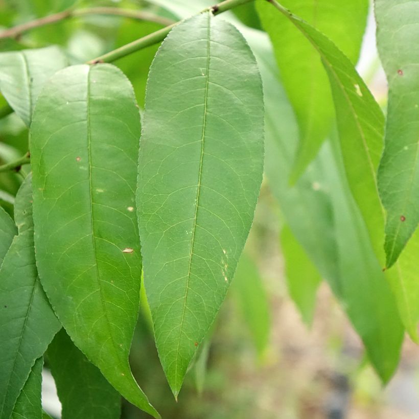 Prunus persica White Vine Peach - Vineyard Peach Tree (Foliage)