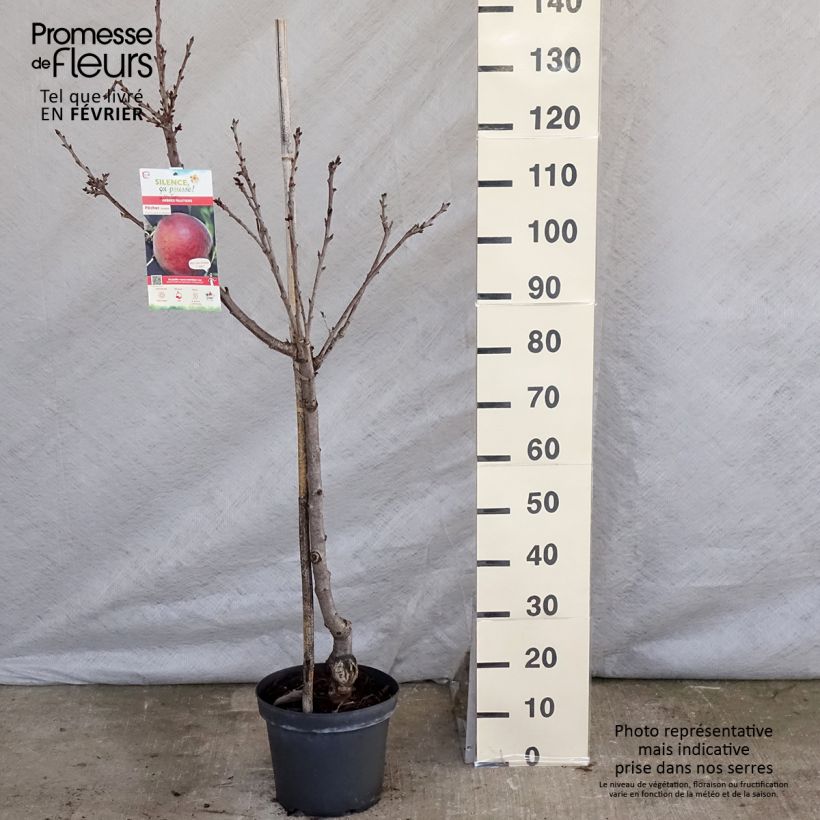 Pêcher Dixired Pot de 7,5L/10L sample as delivered in winter