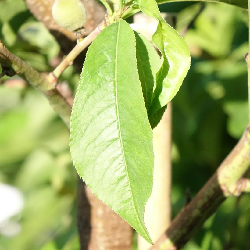 Prunus persica J.H. Hale - Peach Tree (Foliage)