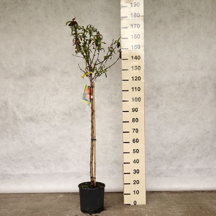 Prunus persica Michelini - Peach Tree 7.5L/10L pot, GobletShipped height around 140/160cm sample as delivered in spring