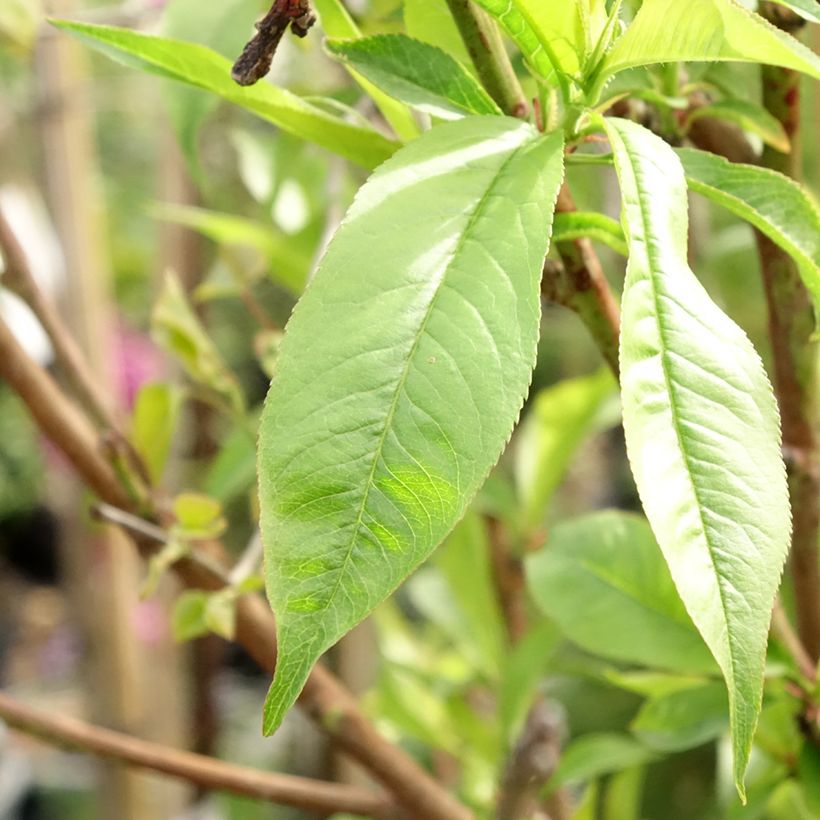 Prunus persica Michelini - Peach Tree (Foliage)