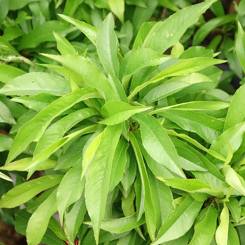 Dwarf Peach Amber Pix Zee (Foliage)