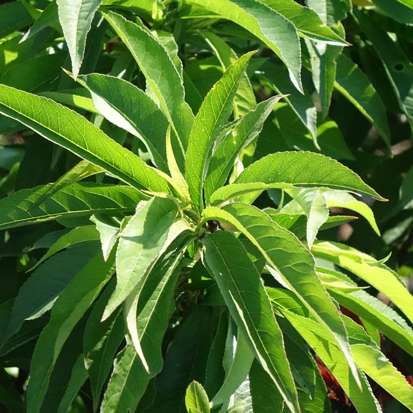 Prunus persica Bonanza - Dwarf Peach Tree (Foliage)