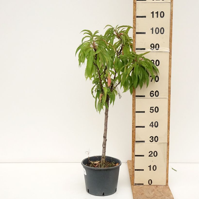 Prunus persica Bonanza - Dwarf Peach Tree 7.5L/10L pot, Quarter standard sample as delivered in summer