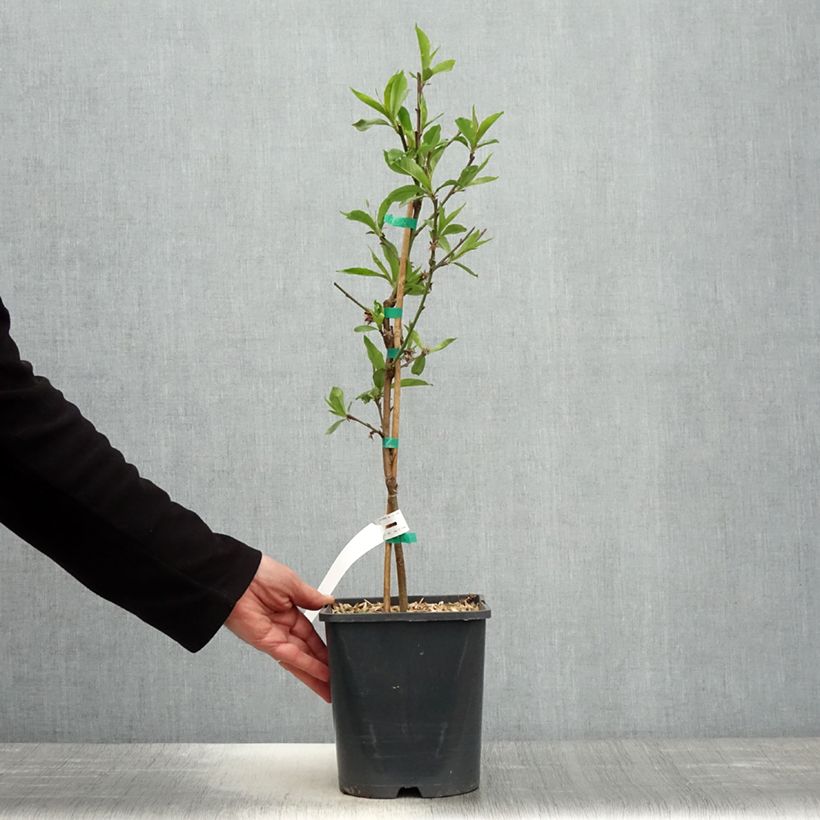 Prunus persica Fruit Me Peach Me Donut - Dwarf Nectarine Peach Tree 4L/5L pot, DwarfShipped height around 50cm sample as delivered in spring