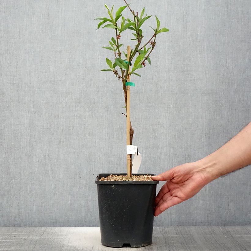 Prunus persica Fruit Me Necta Me - Dwarf Nectarine Peach Tree 4L/5L pot, DwarfShipped height around 50cm sample as delivered in spring