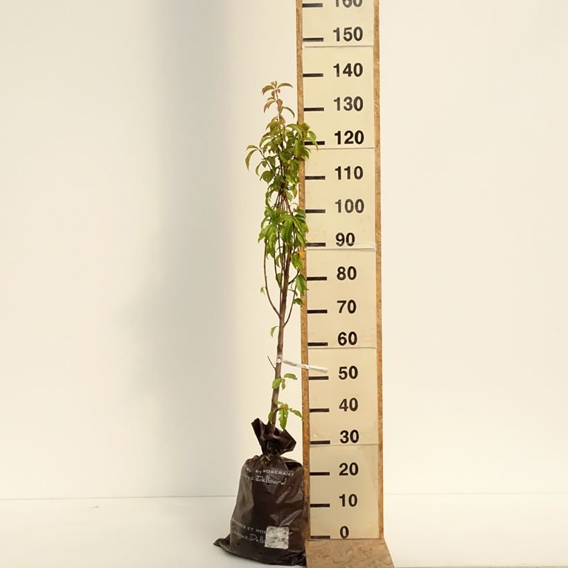 Prunus persica Orlandine - Peach Tree Ready-to-plant root ball, Goblet sample as delivered in summer
