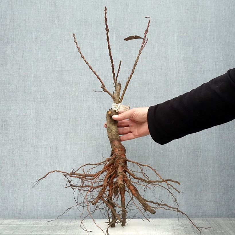 Prunus persica Dwarf Crimson Bonfire Bare root sample as delivered in autumn