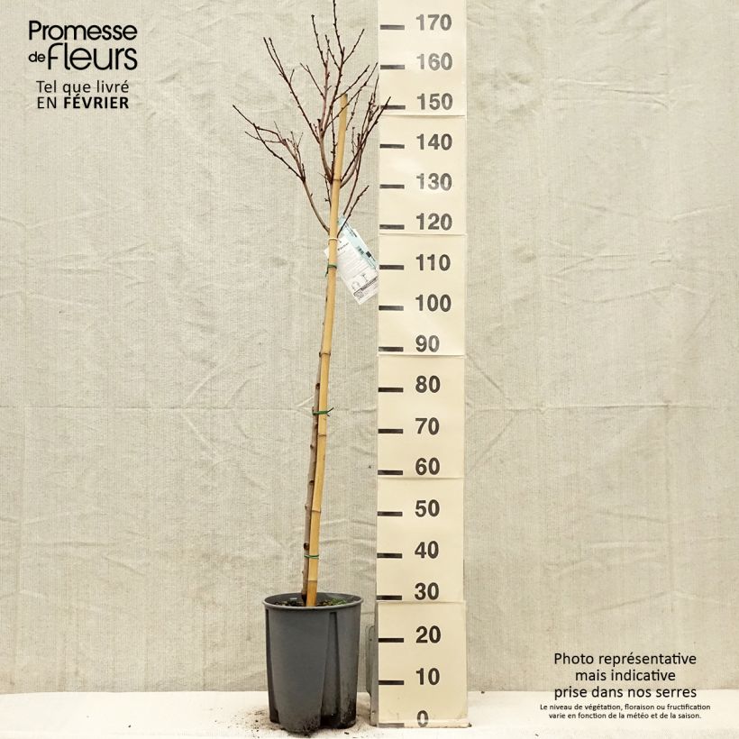 Prunus persica Redwing - Peach Tree 7.5L/10L pot, Half standard sample as delivered in winter