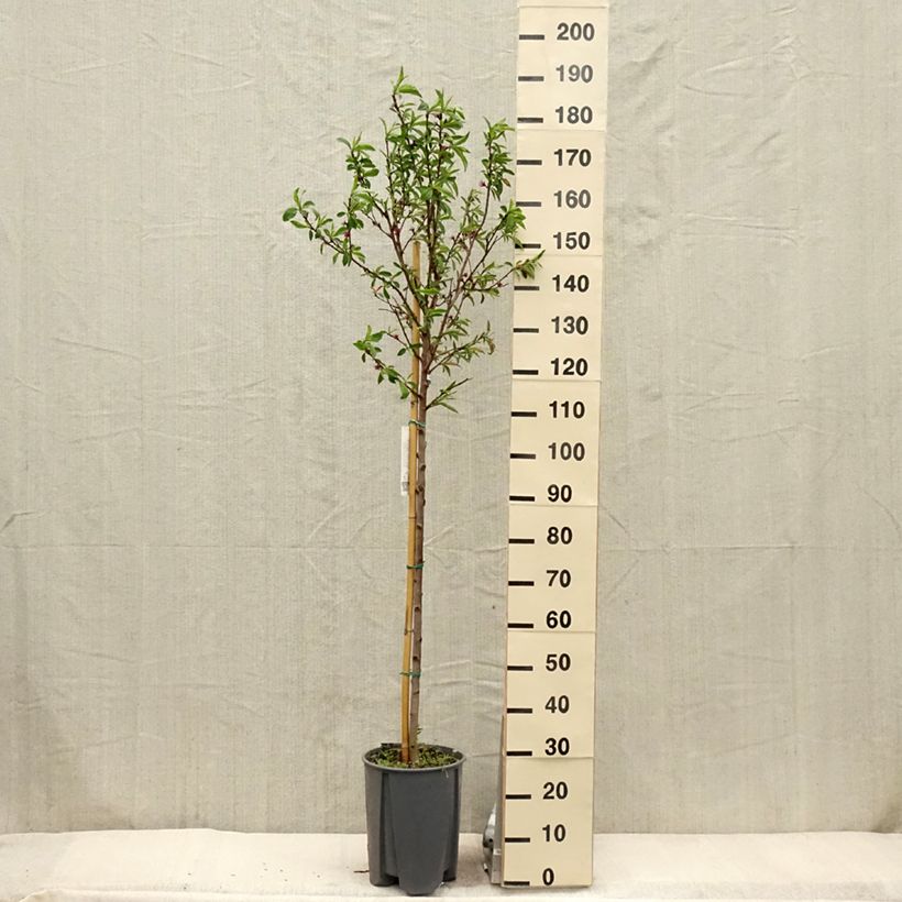 Prunus persica Redwing - Peach Tree 7.5L/10L pot, Half standardShipped height around 150/175cm sample as delivered in spring