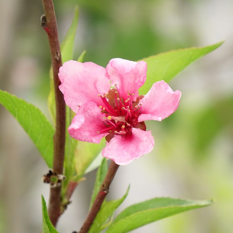 Prunus persica Redwing - Peach Tree (Flowering)