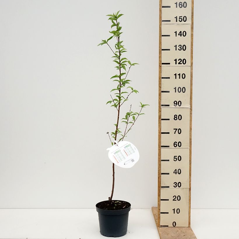 Prunus persica Queen of Orchards - Peach Tree 7.5L/10L pot, GobletShipped height around 125/150cm sample as delivered in spring