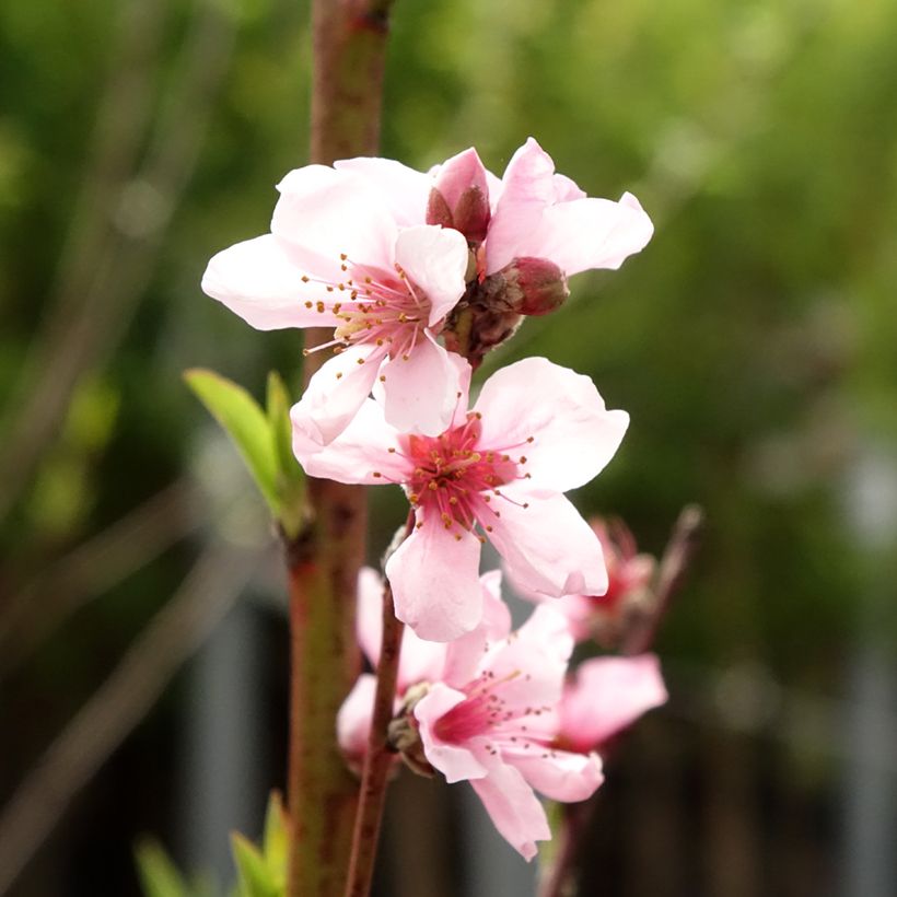Prunus persica Queen of Orchards - Peach Tree (Flowering)