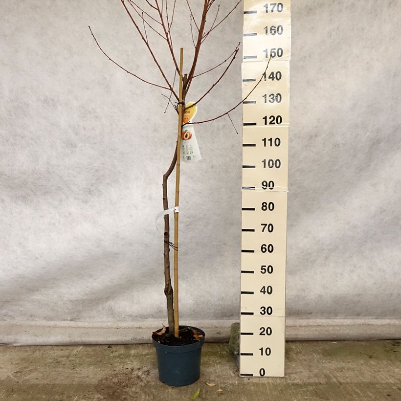 Prunus persica Suncrest - Peach Tree 7.5L/10L pot, Half standard sample as delivered in autumn