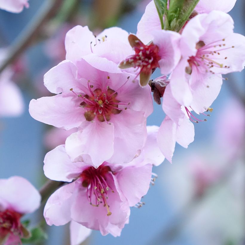 Prunus persica Suncrest - Peach Tree (Flowering)