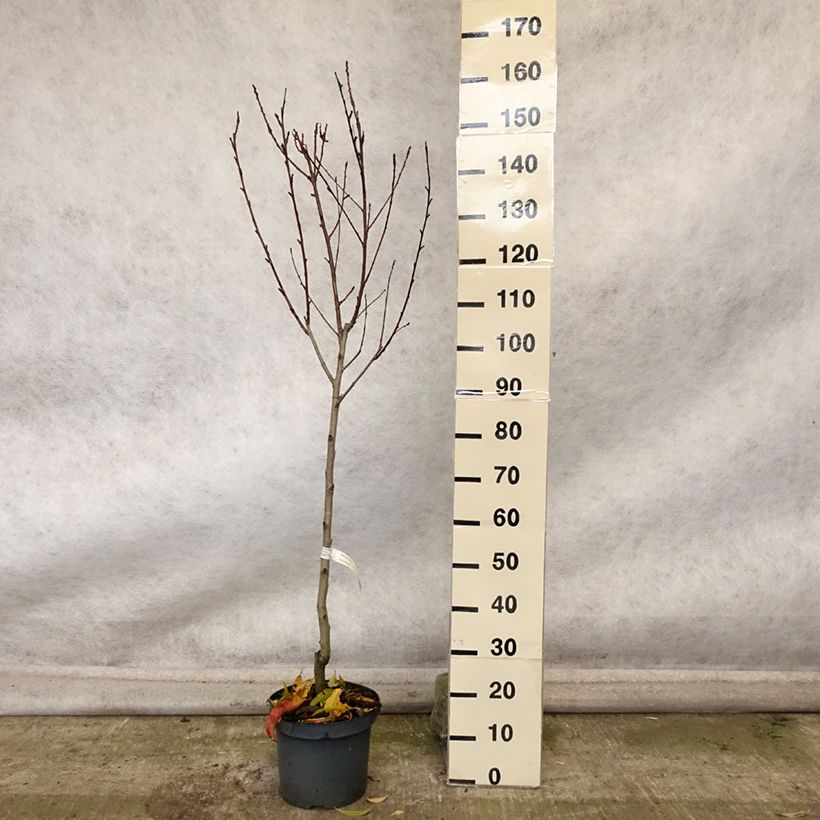 Prunus persica Suncrest - Peach Tree 7.5L/10L pot, Goblet sample as delivered in autumn