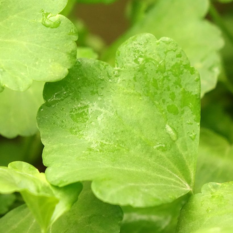 Pelargonium acetosum (Foliage)