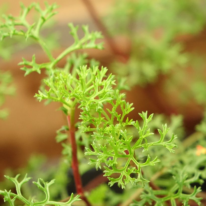 Pelargonium fruticosum (Foliage)