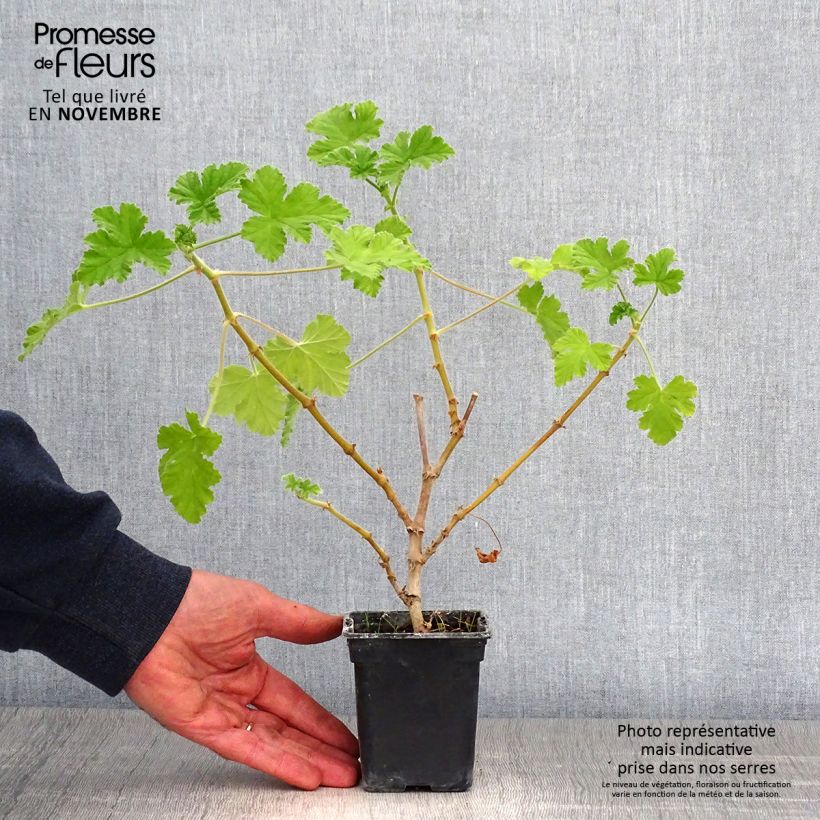 Pelargonium Attar of Roses 7/8 cm pot sample as delivered in autumn