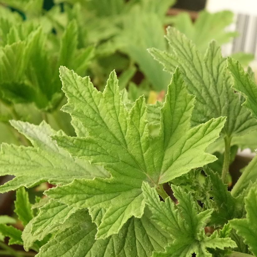 Pelargonium Orange Fizz (Foliage)