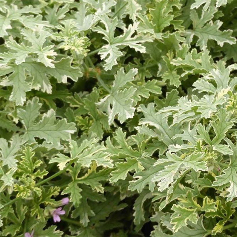 Pelargonium graveolens Grey Lady Plymouth (Foliage)
