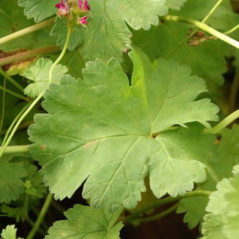 Pelargonium grossularioides  (Foliage)