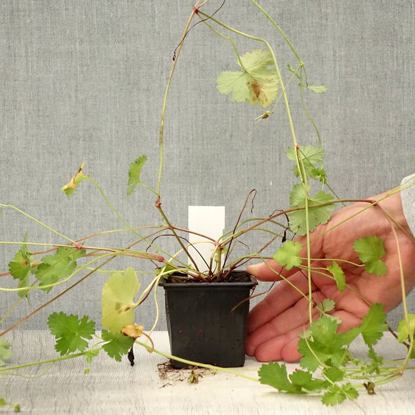 Pelargonium grossularioides - Pélargonium botanique Godet de 8/9 cm sample as delivered in summer