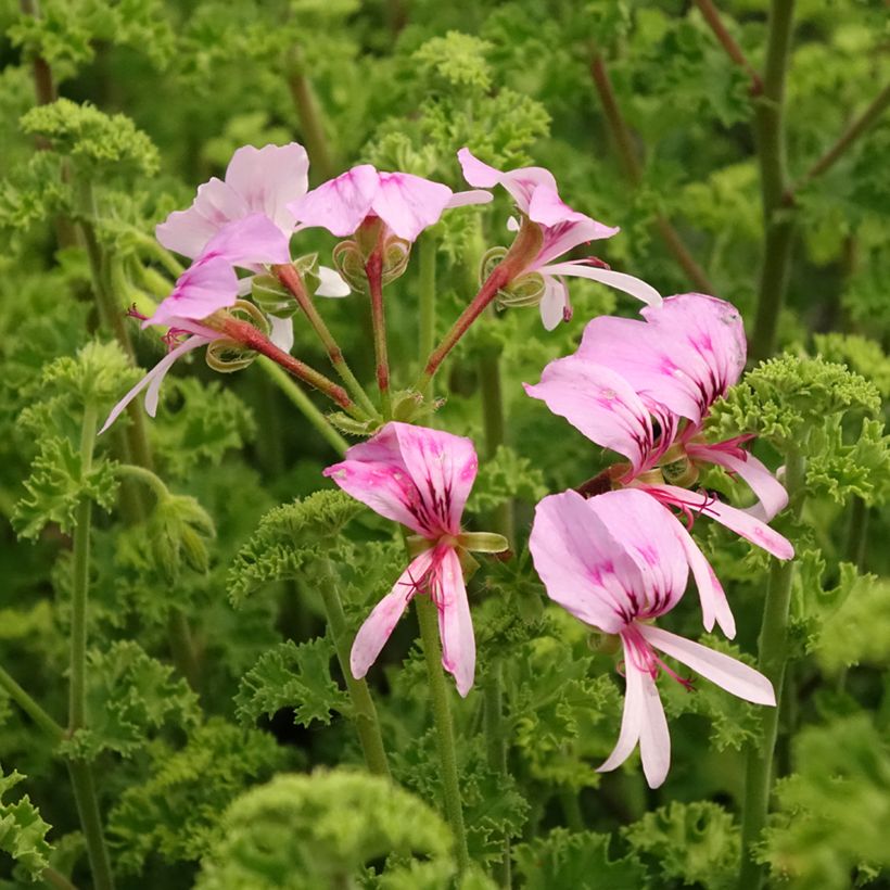 Pelargonium crispum Minor (Flowering)