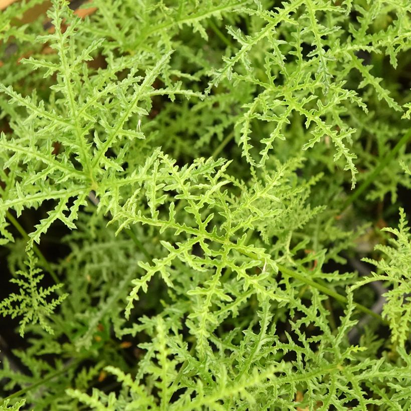 Pelargonium denticulatum Filicifolium (Foliage)