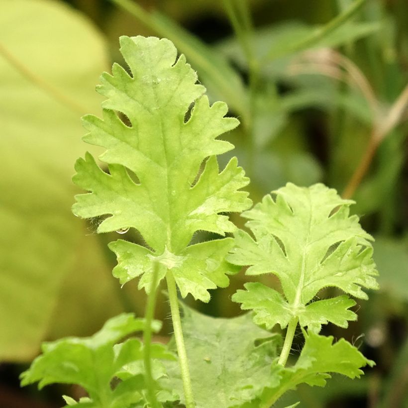 Pelargonium ionidiflorum (Foliage)