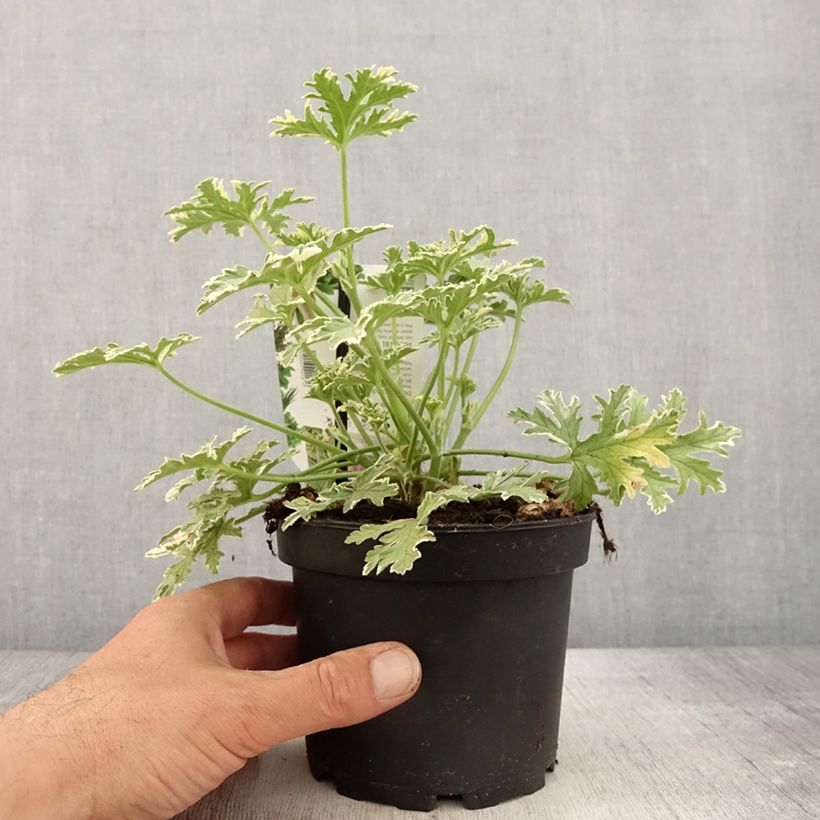 Pelargonium odorant Lady Plymouth - Géranium parfum de rose Pot de 1,5L/2L sample as delivered in spring