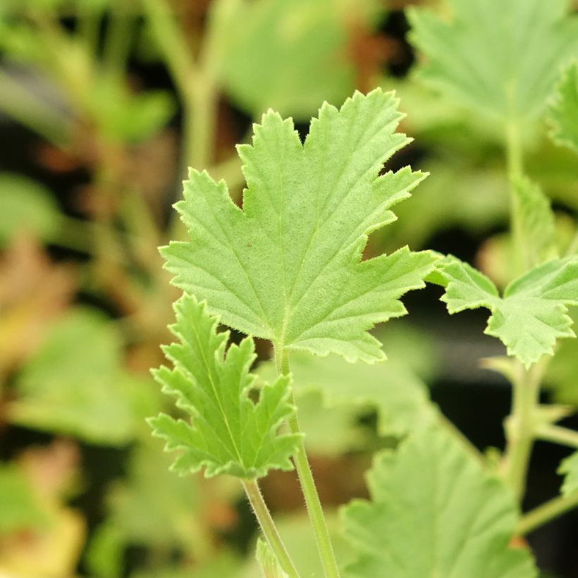 Pelargonium Lemon fancy (Foliage)