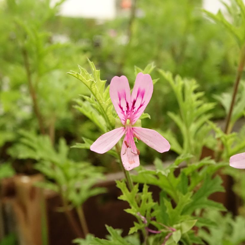 Pelargonium pseudoglutinosum (Flowering)