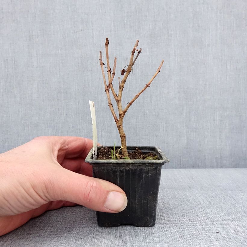 Pelargonium pseudoglutinosum 8/9 cm pot sample as delivered in winter