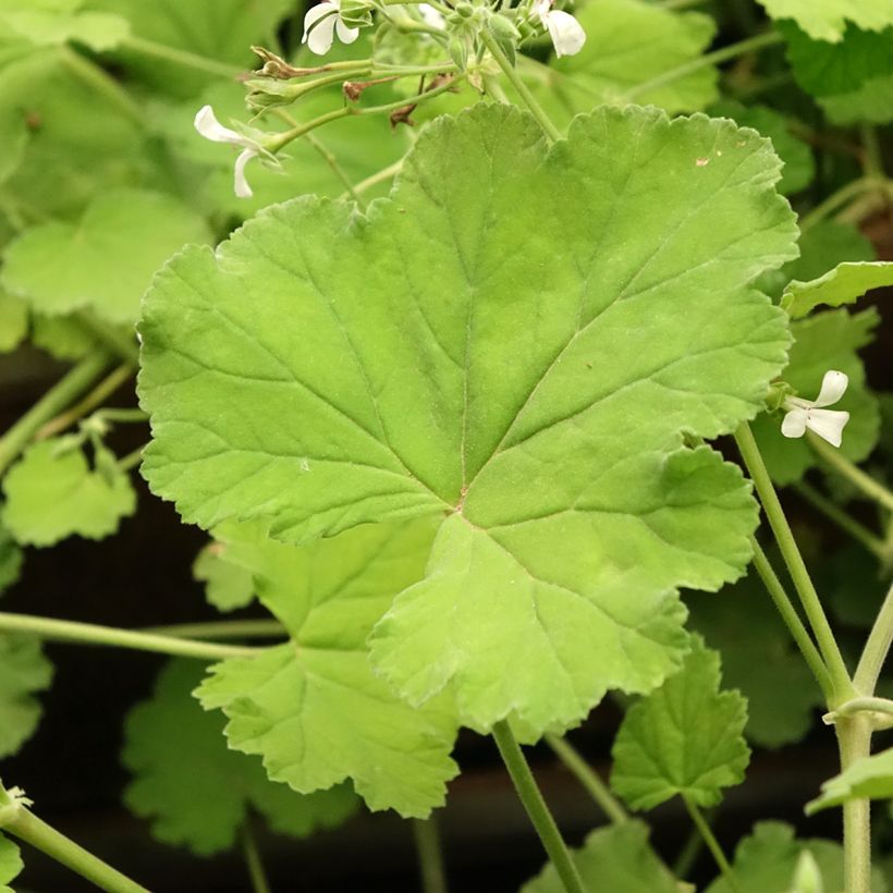 Pelargonium odoratissimum (Foliage)