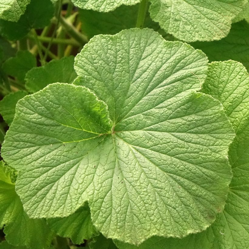 Pelargonium papilionaceum  (Foliage)