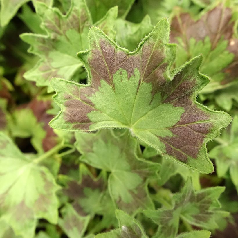 Pelargonium Stella Bird Dancer (Foliage)