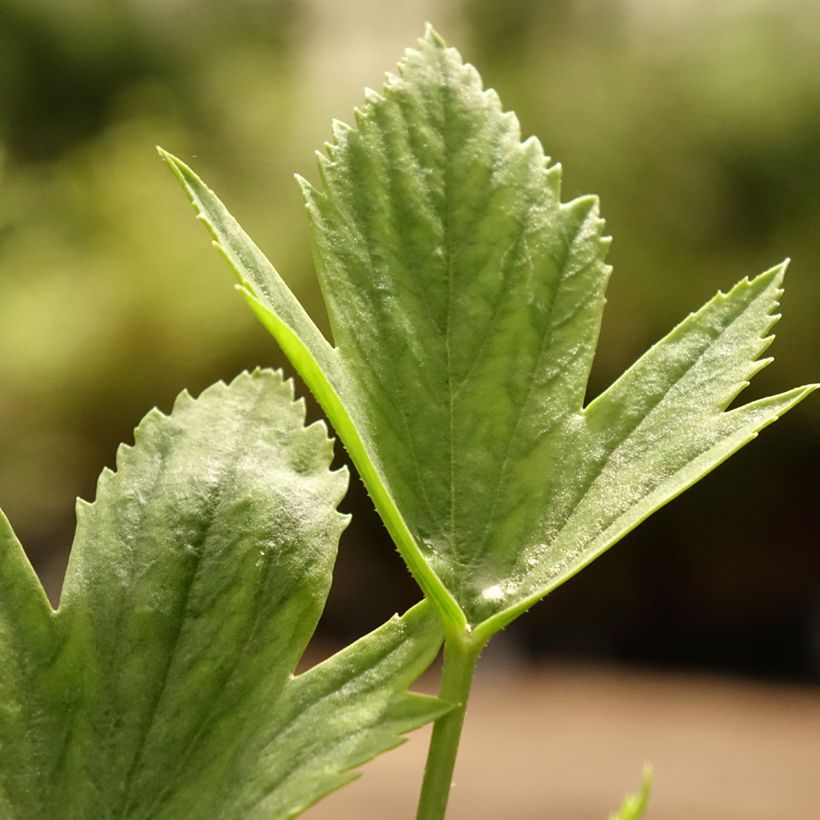 Pelargonium tricuspidatum (Foliage)