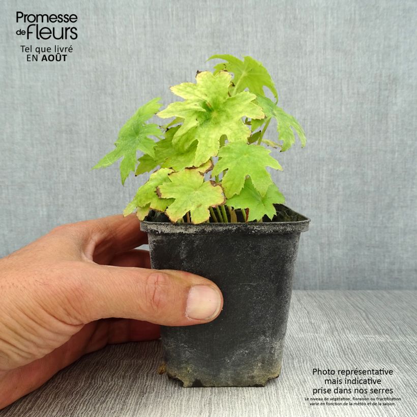 Peltoboykinia watanabei Godet de 8/9 cm sample as delivered in summer