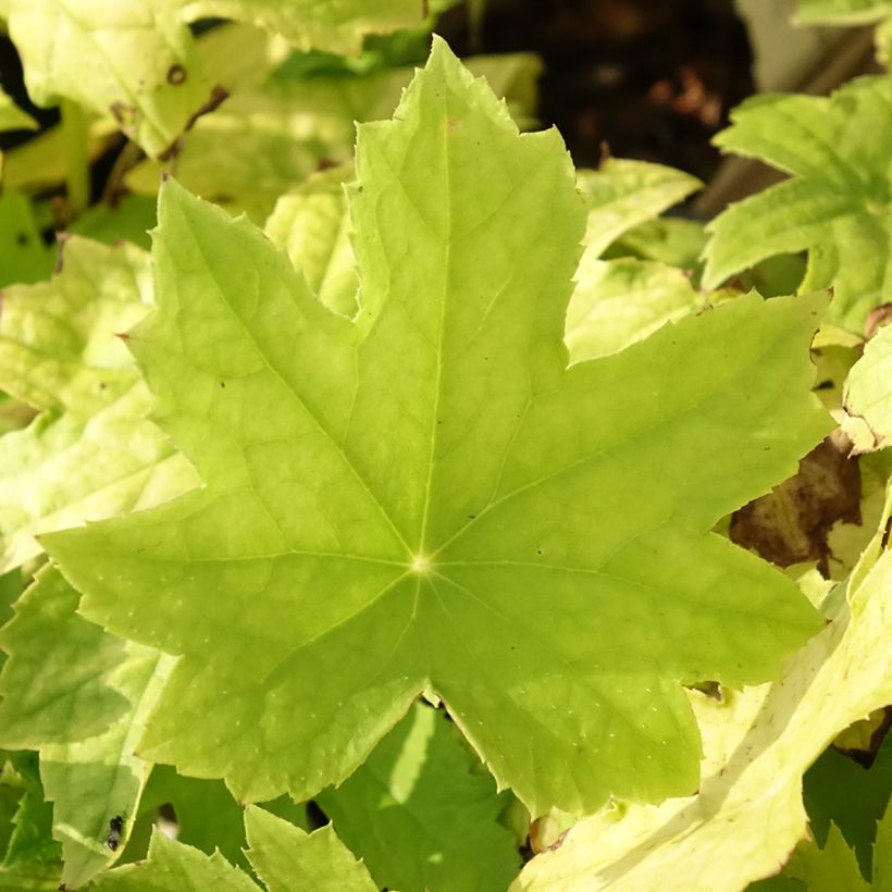 Peltoboykinia watanabei (Foliage)