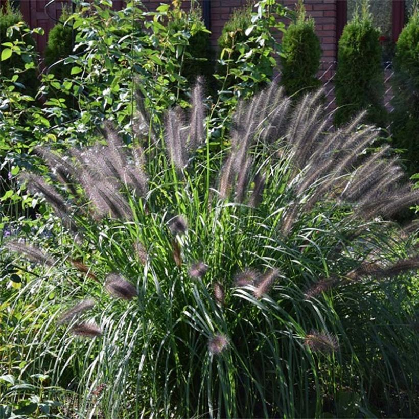 Pennisetum alopecuroïdes Black Beauty - Chinese Fountain Grass (Plant habit)