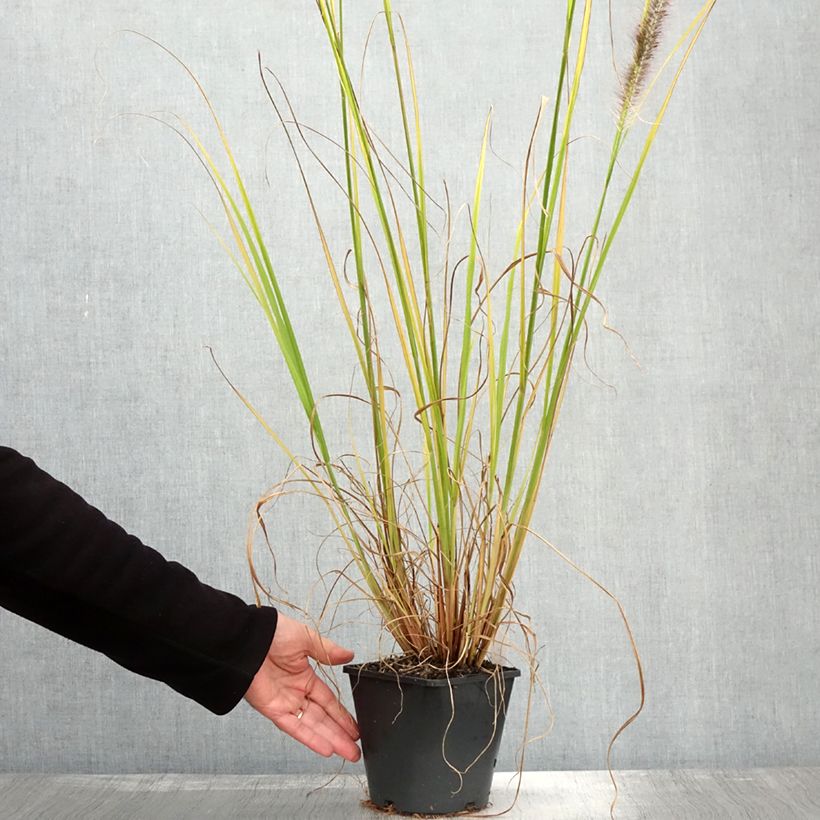 Pennisetum alopecuroides Black Beauty - Herbe aux écouvillons Pot de 2L/3L sample as delivered in autumn