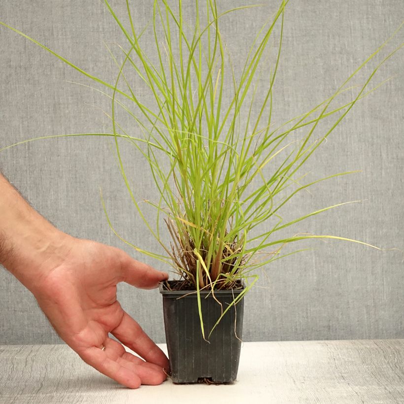 Pennisetum alopecuroïdes Hameln Gold - Chinese Fountain Grass 8/9 cm pot sample as delivered in summer