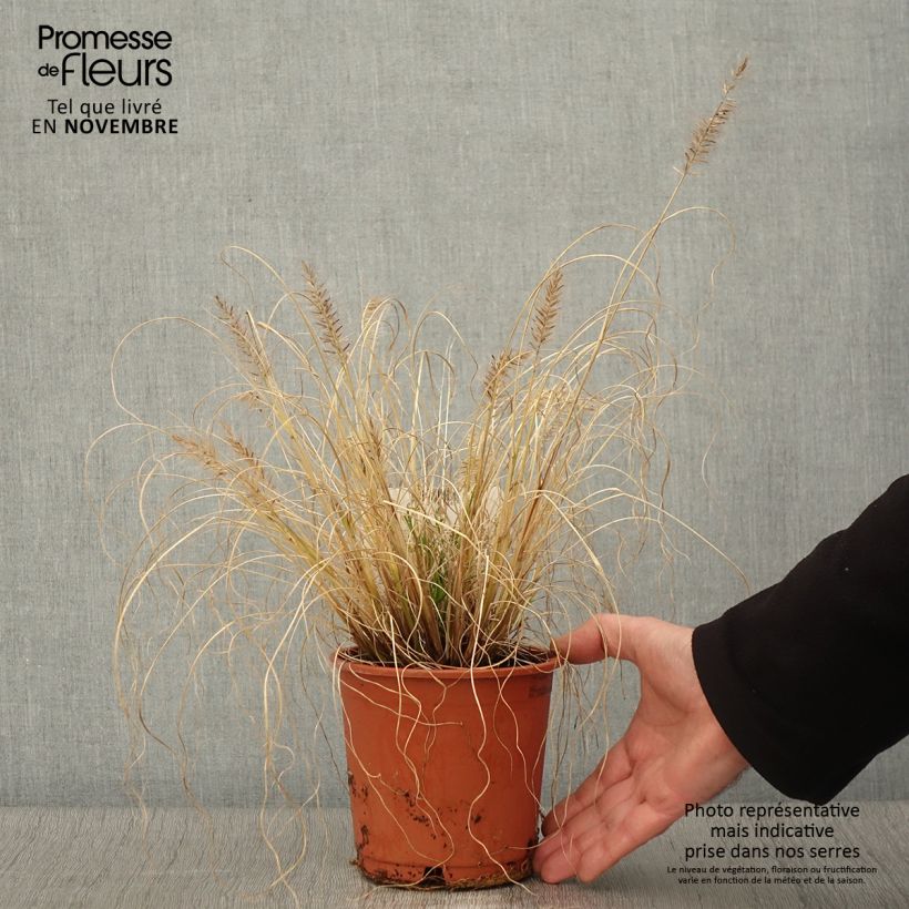 Pennisetum alopecuroides Hameln Gold - Herbe aux écouvillons dorée. Pot de 1L/1.5L sample as delivered in autumn