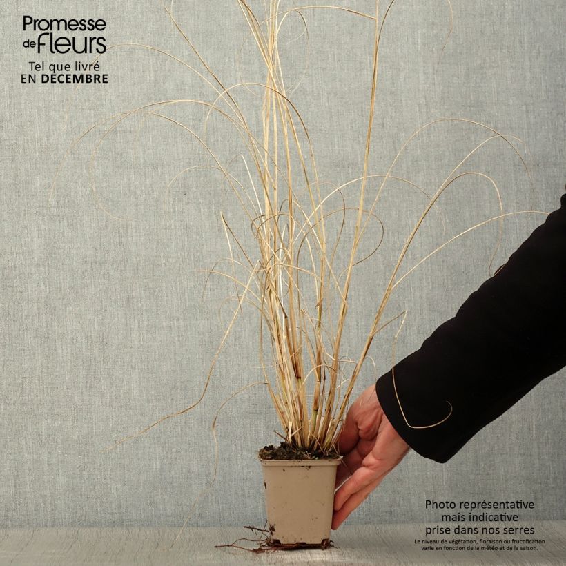 Pennisetum alopecuroides Herbstzauber - Chinese Fountain Grass 8/9 cm pot sample as delivered in autumn