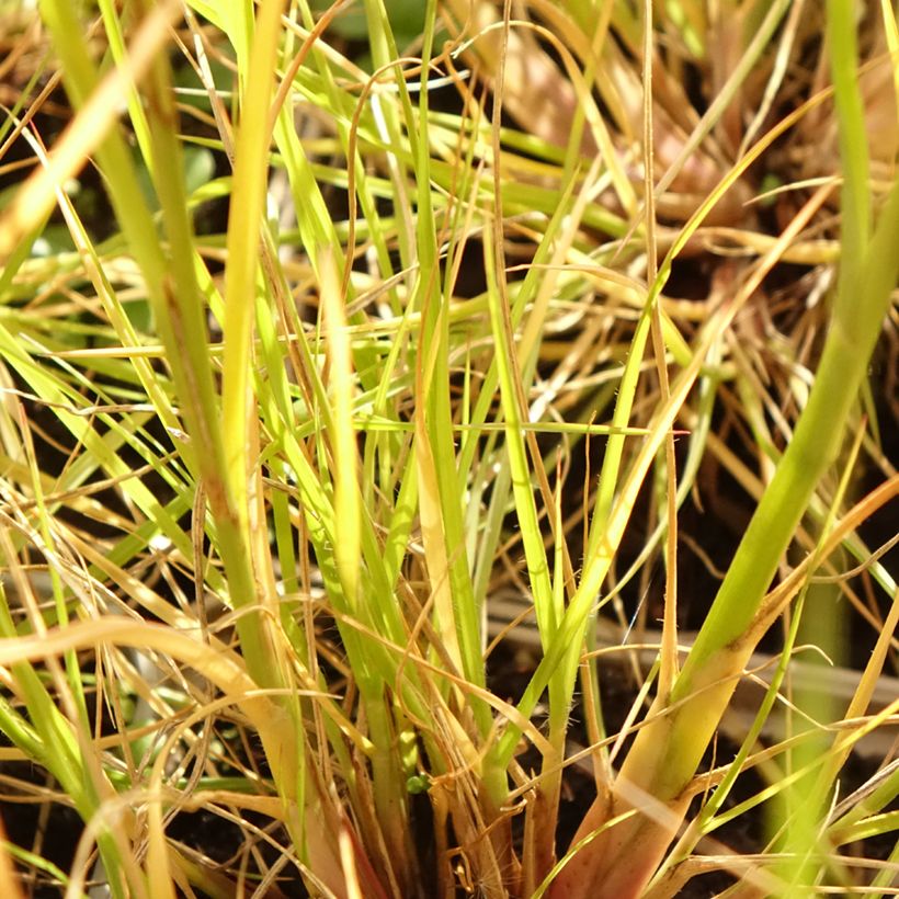 Pennisetum alopecuroïdes Japonicum - Chinese Fountain Grass (Foliage)