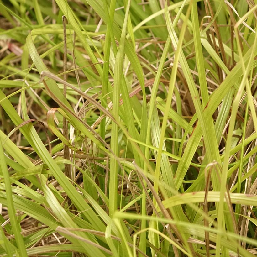 Pennisetum alopecuroïdes Lepage Gold - Chinese Fountain Grass (Foliage)