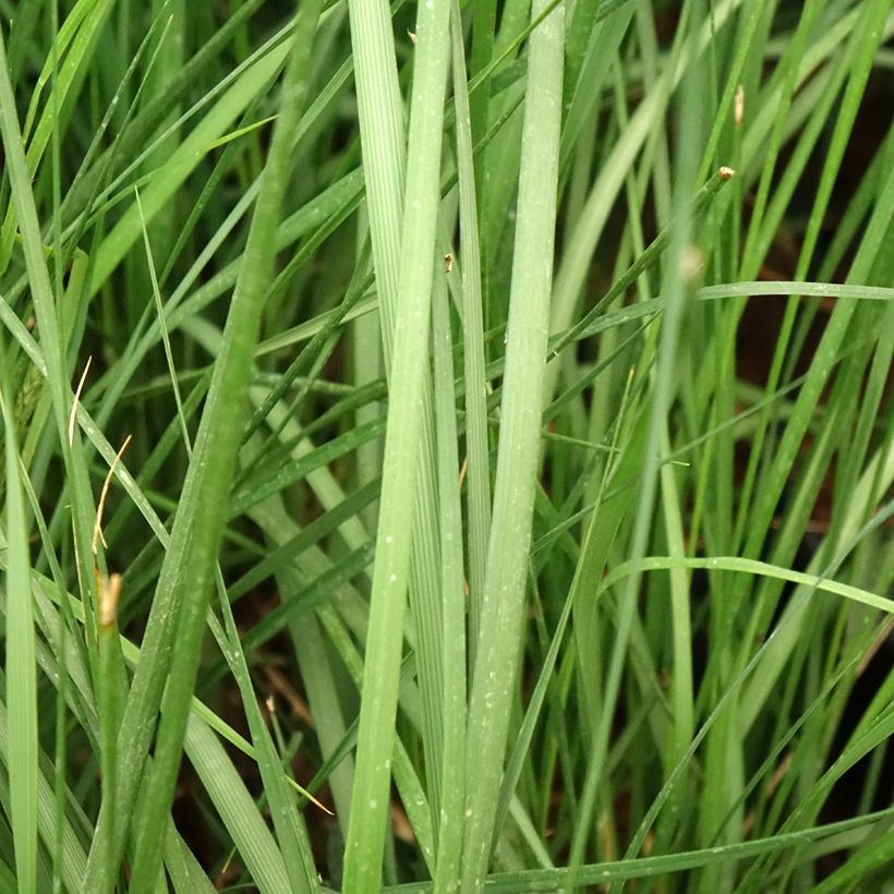 Pennisetum alopecuroïdes Moudry - Chinese Fountain Grass (Foliage)